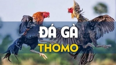 Hướng dẫn cách chơi đá gà Thomo trực tuyến nhanh chóng và tiện lợi